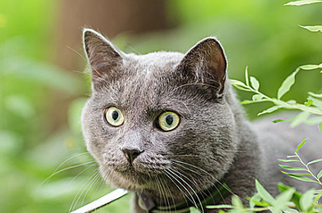小奶猫打喷嚏能自愈吗