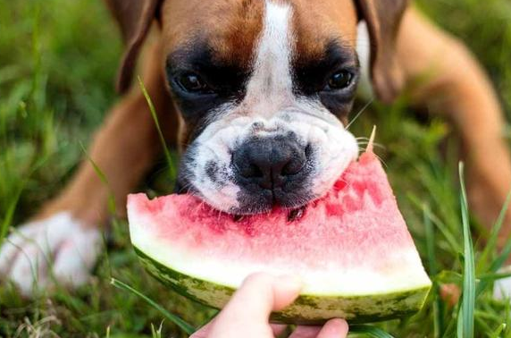 胰腺炎狗狗能吃西瓜吗”