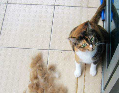 猫咪掉毛怎么办 猫咪掉毛怎么办