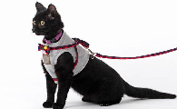 猫咪的牵引绳怎么戴