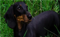 腊肠犬有攻击性吗?大伙需要注意一下!