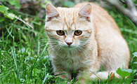 为什么野猫晚上撕心裂肺的叫