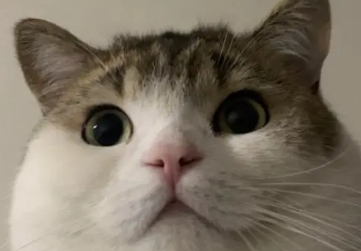猫咪喜欢主人会有什么表现 猫咪喜欢主人会有什么表现