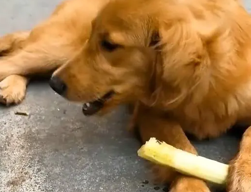 狗能吃甘蔗吗