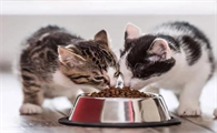 猫可以吃猪肝吗煮熟的