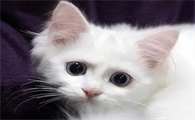 怎么判断猫咪得了猫藓？本文给你答案