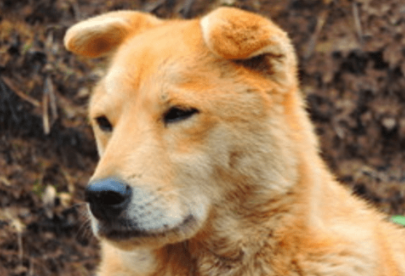 狗狗耳朵发炎可以用碘伏消毒吗