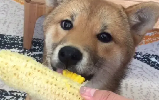 狗狗可以吃玉米吗熟的