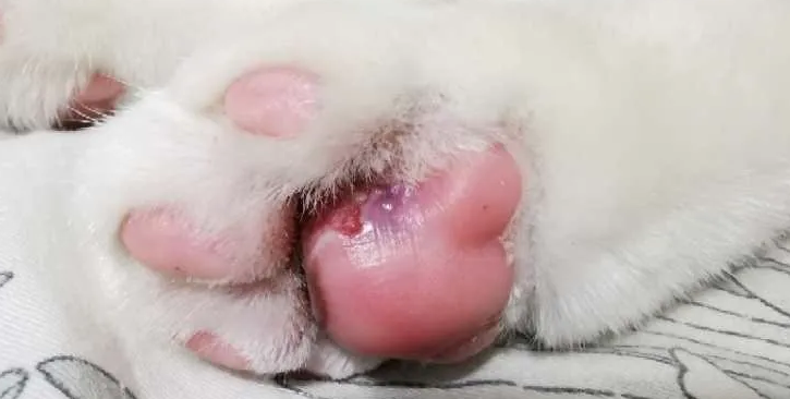 猫咪脚上长了个凸起的小肉球怎么办 猫咪脚上长了个凸起的小肉球怎么办