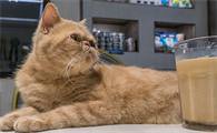 猫咪上吐下泻还没有精神是怎么回事
