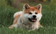 不能养秋田犬的理由，快来看看吧~