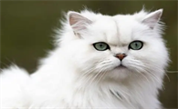 猫掉毛一撮撮的正常吗