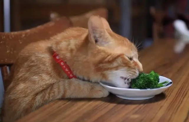 猫能吃什么蔬菜