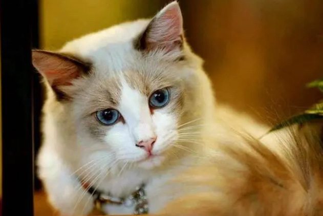 猫咪并非不喜欢猫窝,拒绝入住只因铲屎官的三种错误挑选 猫咪并非不喜欢猫窝,拒绝入住只因铲屎官的三种错误挑选