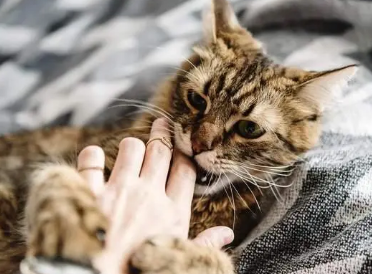 小猫咪咬人怎么办 小猫咪咬人怎么办