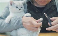 怎么给猫剪指甲