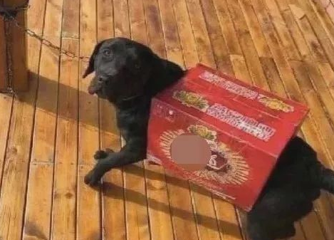 碰上不靠谱的铲屎官,狗子有苦难言 碰上不靠谱的铲屎官,狗子有苦难言