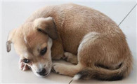狗狗很健康突然吐黄水就死了是为什么