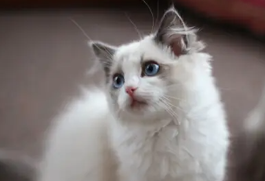 如何给猫咪催吐好 如何给猫咪催吐好
