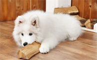 贵宾犬好养吗