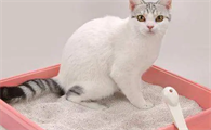 猫咪便秘怎么办