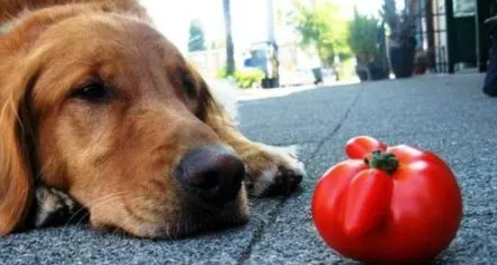 狗可以吃番茄吗”