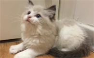 猫传腹怎么得的 如何避免