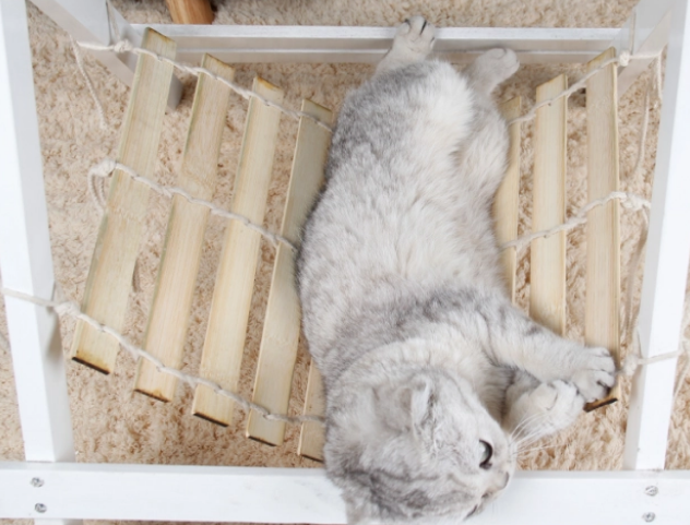 夏季猫窝味大,记得要这样正确去清理 夏季猫窝味大,记得要这样正确去清理