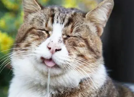 猫咪全身发抖流口水站不起来怎么回事 猫咪全身发抖流口水站不起来怎么回事