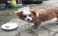 串串吃什么狗粮好