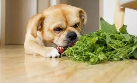 狗狗喜欢什么样的零食?你可以选择这些 狗狗喜欢什么样的零食?你可以选择这些