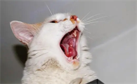 猫咪口炎症状