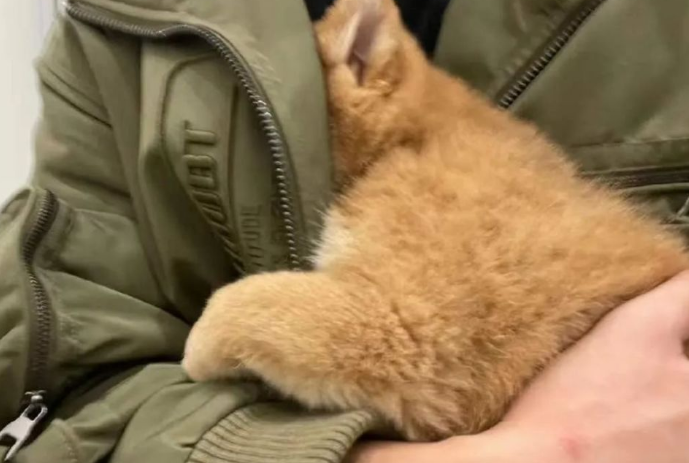小柴犬初到医院神采奕奕,体检后…… 小柴犬初到医院神采奕奕,体检后……