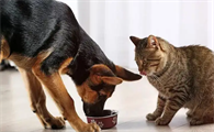 猫咪长期吃狗粮会死吗