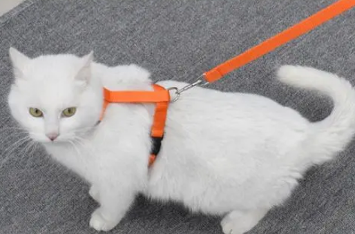 今日科普：猫咪背心式牵引绳怎么套？