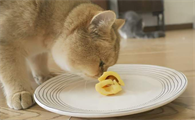 猫可以吃菠萝蜜肉吗为什么