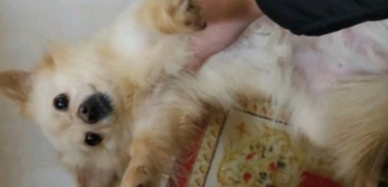 狗狗瘫痪了怎么排便啊 狗狗瘫痪了怎么排便啊
