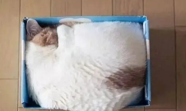 猫咪能吃太多零食吗?天天吃零食,会有这些危害 猫咪能吃太多零食吗?天天吃零食,会有这些危害