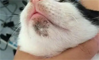 猫咪脸上长了几坨黑色的是啥