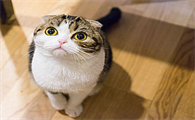 猫咪一分钟呼吸45次正常吗为什么