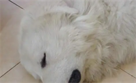 幼犬吃了一粒阿莫西林有事吗