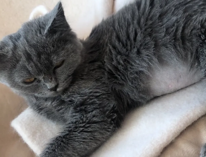 猫传腹是啥病 猫传腹是啥病