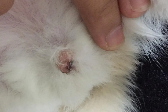 今日带你了解公猫尿道口有褐色分泌物是什么？