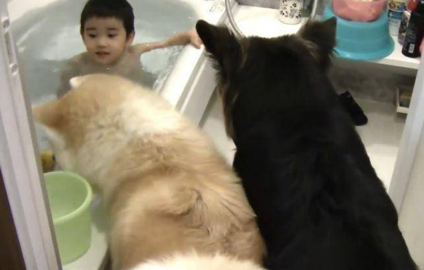 小主人在浴缸里玩,德牧跟秋田犬挤了进来,结果它们悲剧了 小主人在浴缸里玩,德牧跟秋田犬挤了进来,结果它们悲剧了