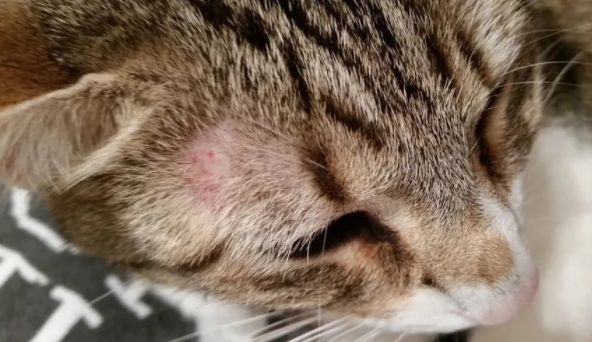 猫咪起癣的主要原因是什么