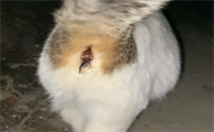 猫屁股出血怎么回事儿