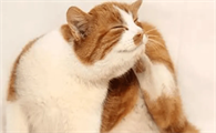 猫咪挠耳朵是怎么回事啊