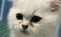猫为什么有泪痕啊