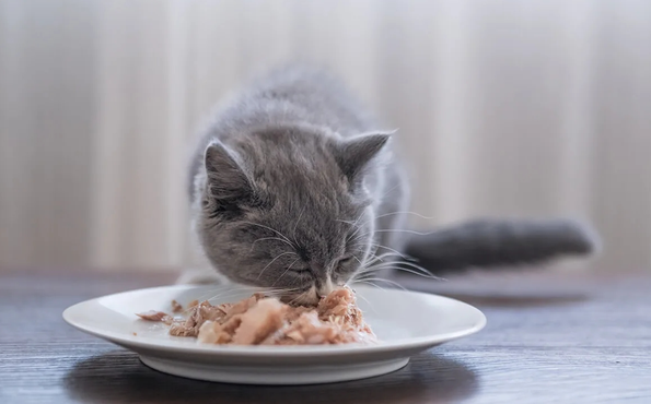 小猫咪能吃什么东西呢