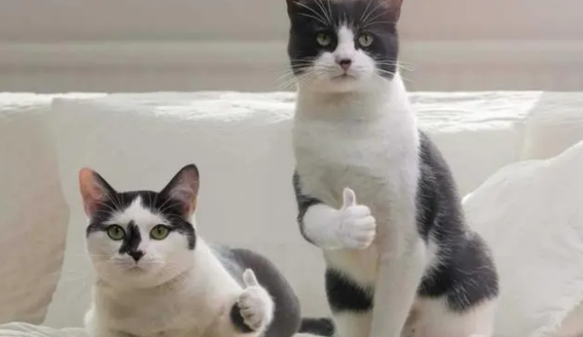 给猫咪吃什么粮好？干粮or湿粮？不用再纠结！